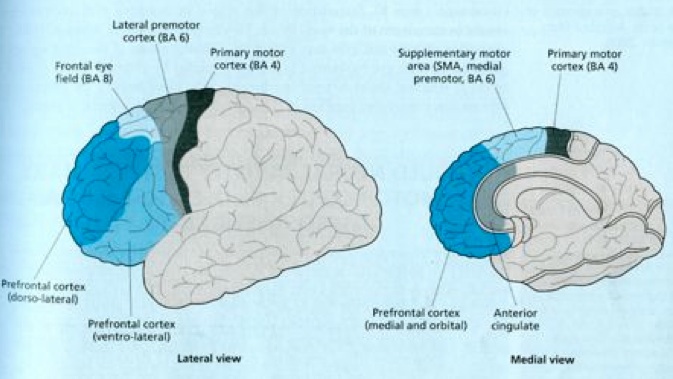 prefrontal cortex anatomy