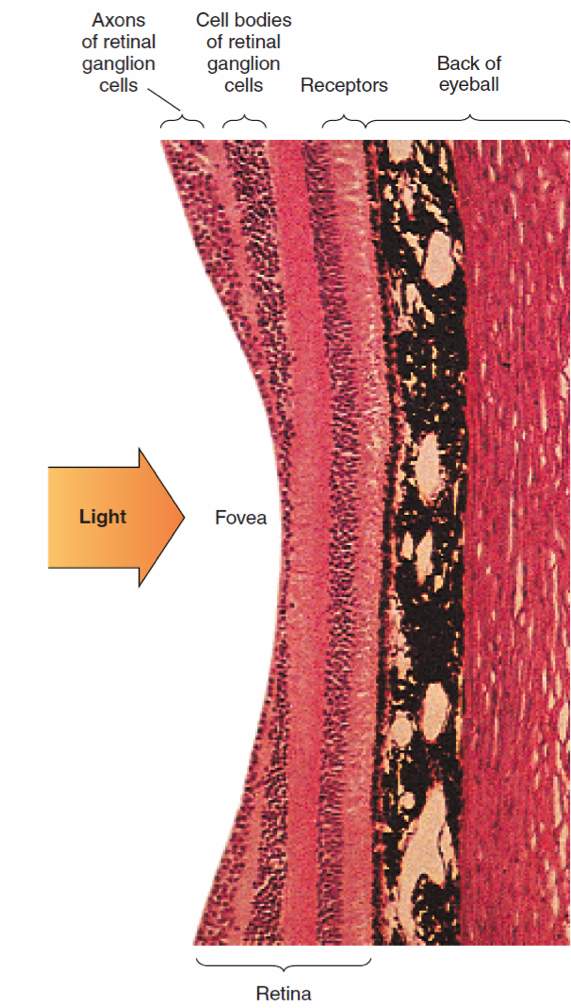 retina cross section