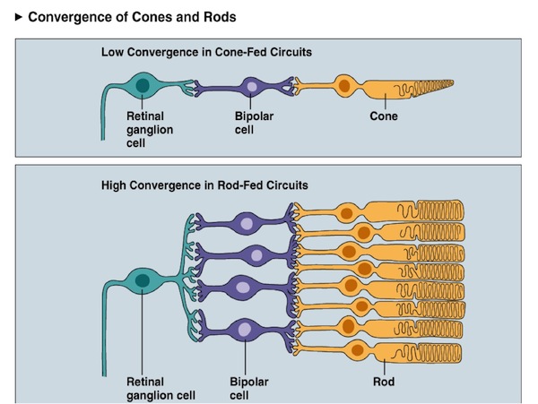 rods                  and cones