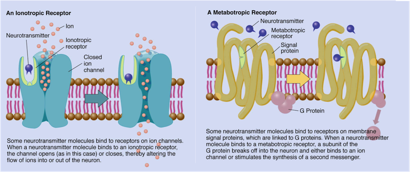 ionotropic metabotropic receptors