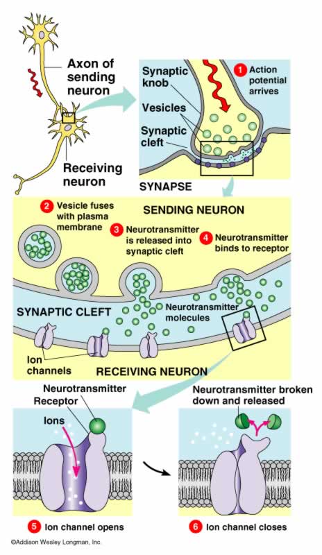 synapse steps