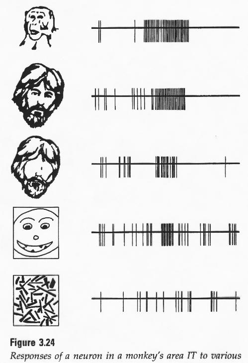 vision face processing