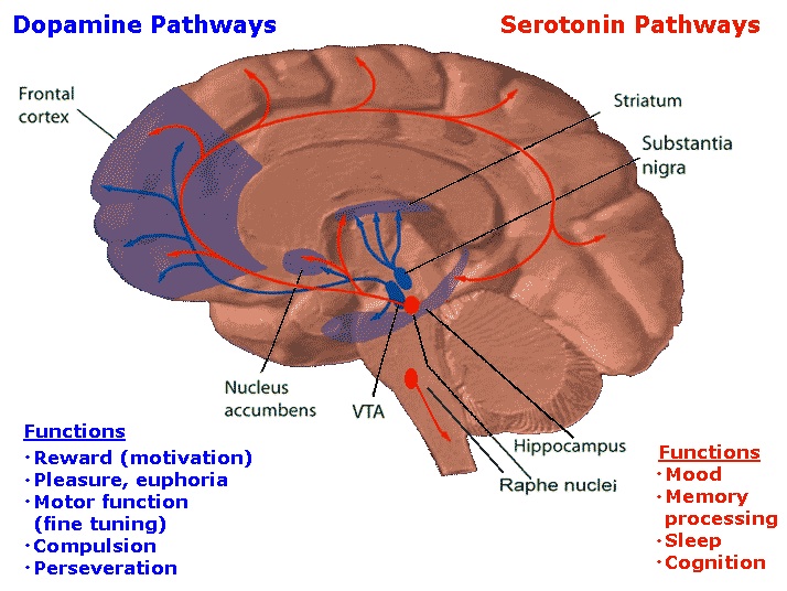 dopamine serotonin pathways