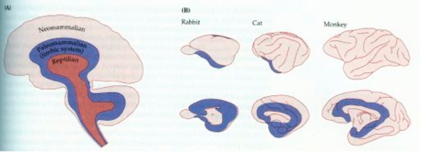 limbic systems across species