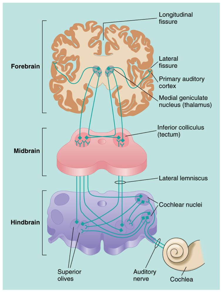 hearing neural pathways