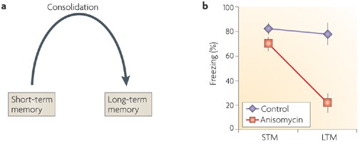 memory anisomycin consolidation, nader & hardt
