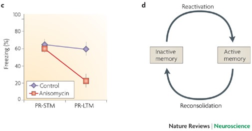 memory anisomycin reconsolidation, nader & hardt
