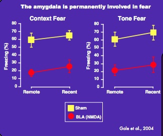 fear conditioning amygdala
