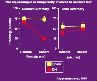 contextual fear conditioning - hippocampus lesions