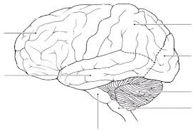 brain areas external