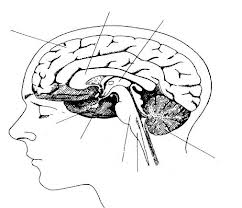 brain areas internal