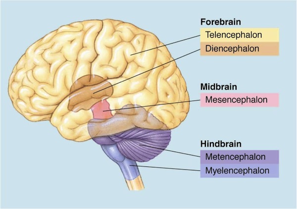 fore/min/hind brain