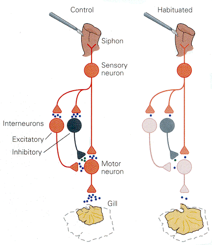 aplysia
        habituation