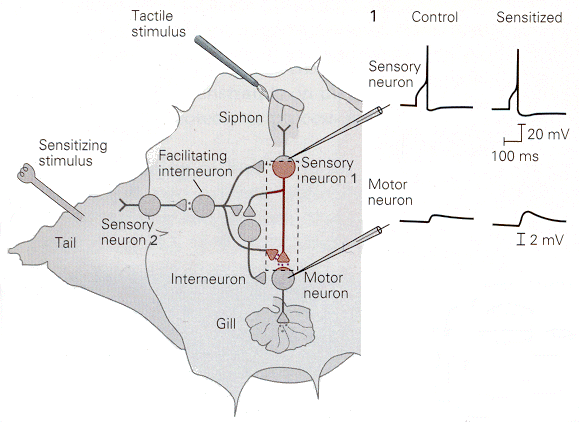 aplysia
        sensitization