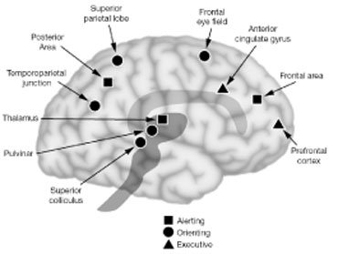 posner brain areas for attention
