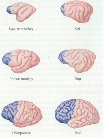 prefrontal cortex across species
