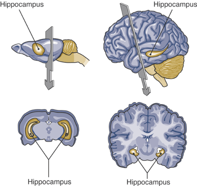 hippocampus rat