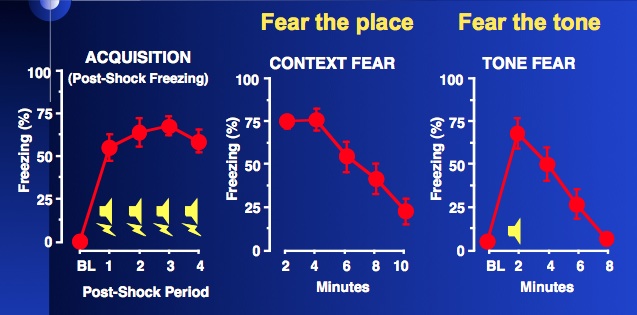 contextual fear conditioning behavior