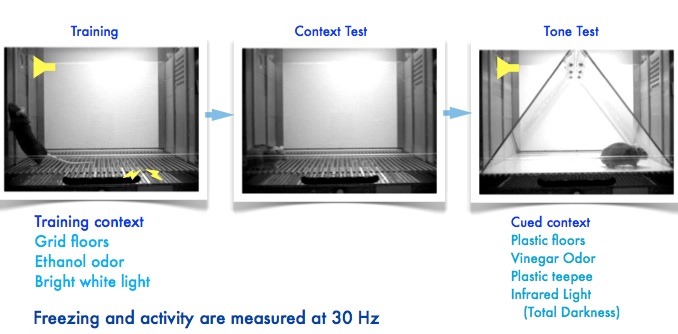 contextual fear conditioning setup