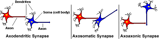 synapse configurations