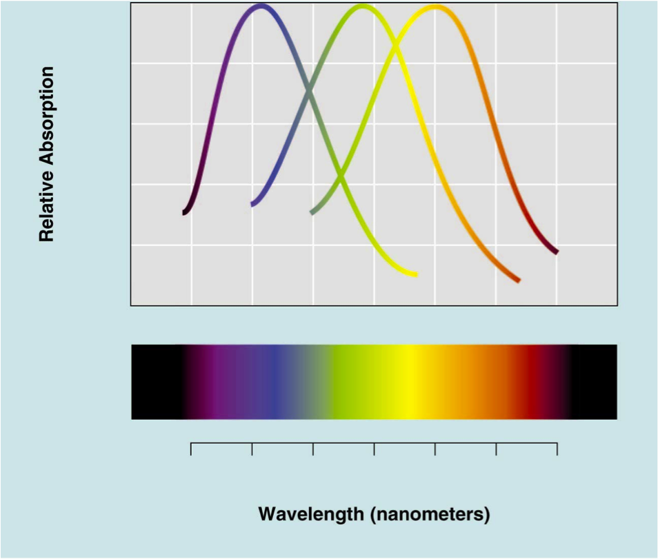 cone spectral
        sensitivities