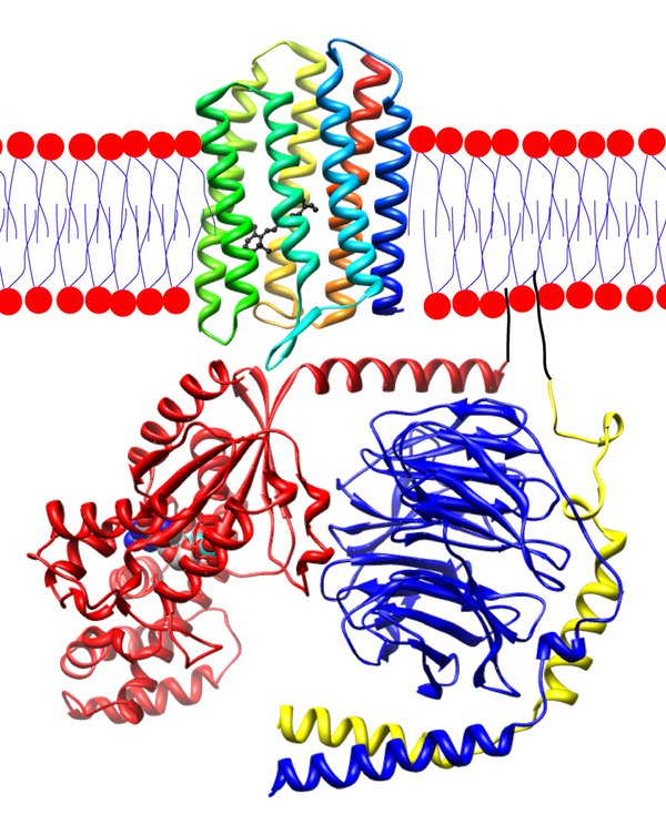 rhodopsin