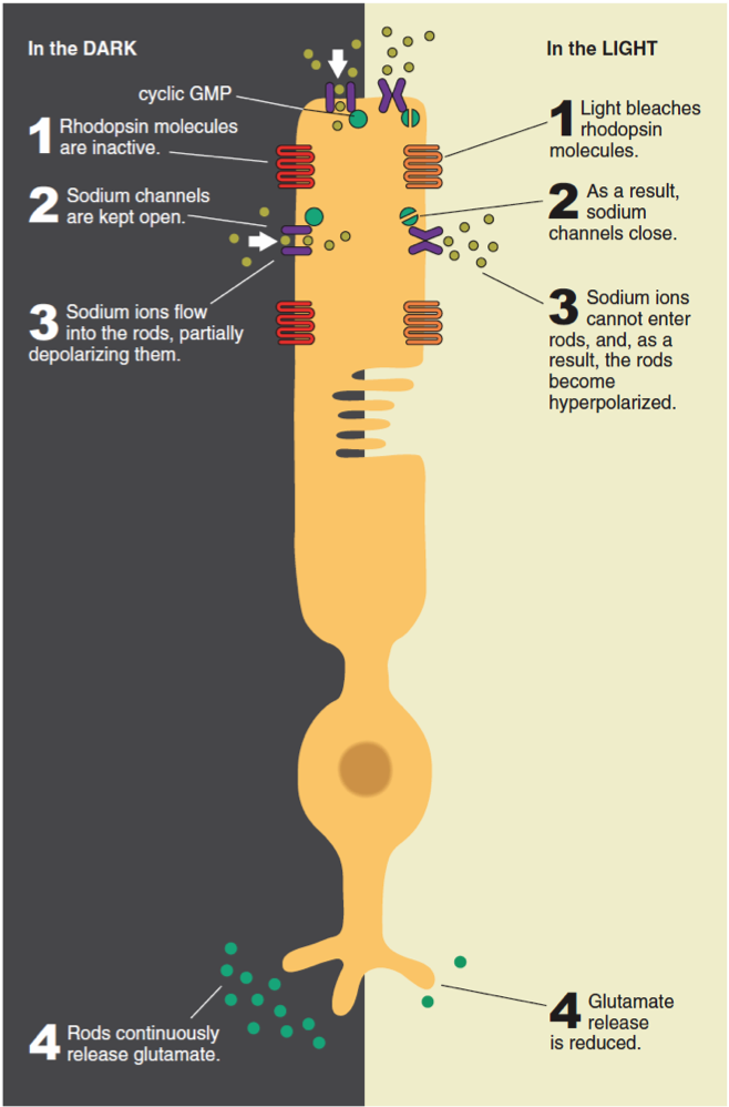 rod photoreceptor