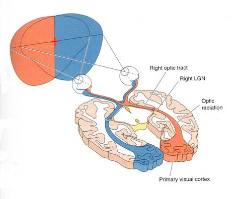 visual pathway