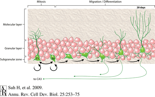 hippocampus neurogenesis