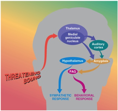 fear pathway