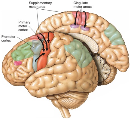 secondary motor cortex