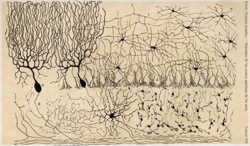 neuron cajal