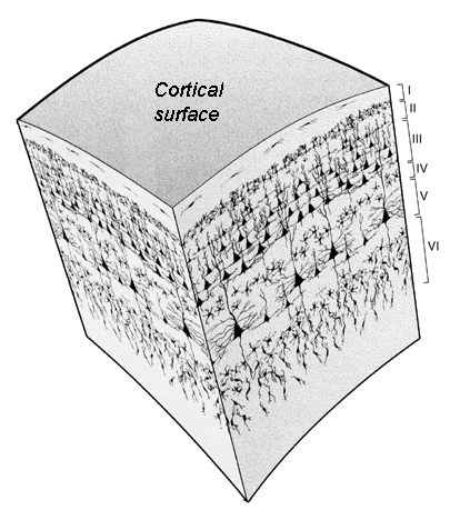 cortical layers