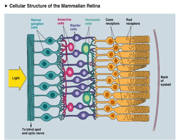 retina cells