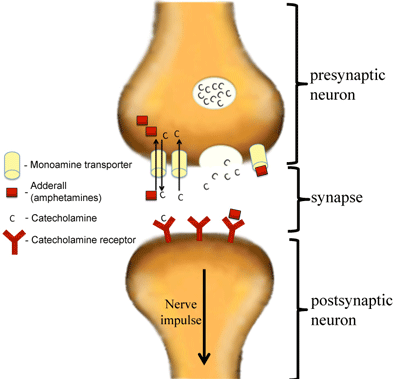 amphetamine uptake